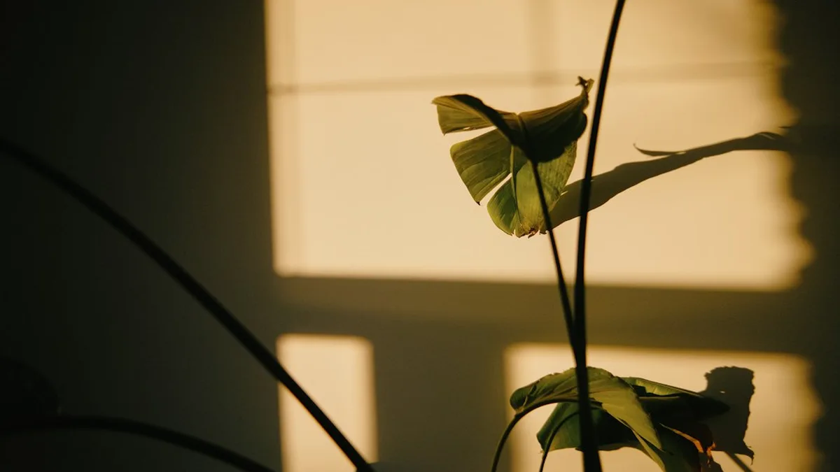 Ce que veut dire « sans lumière » pour une plante